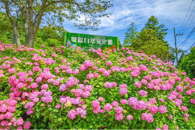 彩り豊かな花々が美しい