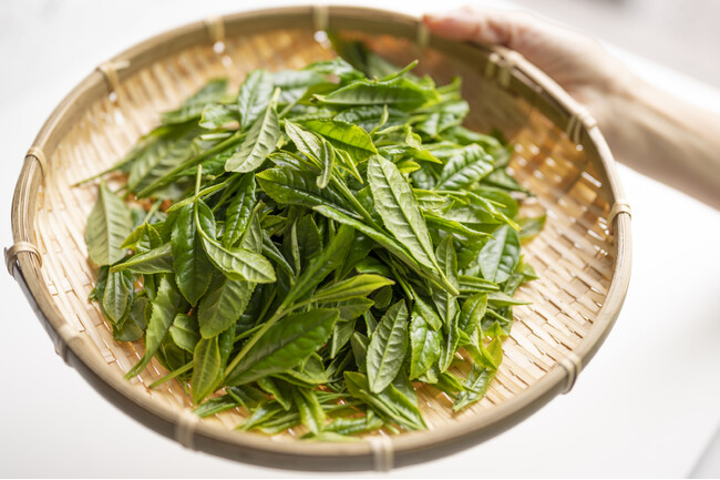 今日は「狭山茶の日」。地元・埼玉の素晴らしさを自信をもって伝えます！　日本に注目が集まる今、「狭山茶」を宿泊者にＰＲ　休暇村奥武蔵では、「狭山茶摘み体験付宿泊プラン」を7月1日より販売
