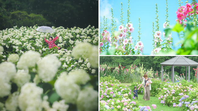 【広島/世羅】あじさいとタチアオイの丘《Flower village 花夢の里》