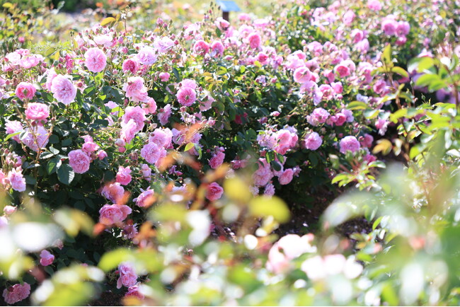 【広島／世羅】ばらが見ごろを迎えています　ローズ＆フラワーガーデン《そらの花畑高原花の森》