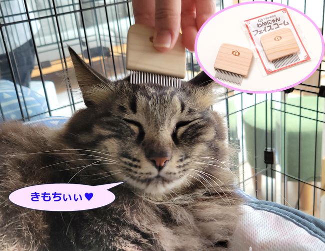 愛犬????愛猫、小動物(ハート)にも！お客様の声から生まれた【つるかめ印のわんにゃんフェイスコーム】本日６月２日発売！