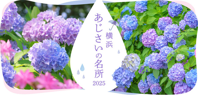 横浜観光情報ウェブサイト「横浜 あじさいの名所2025」をオープン!