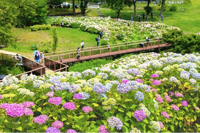 四国最大級！40品種2万本のあじさいが咲く「あじさいまつり」開幕！！（国営讃岐まんのう公園）