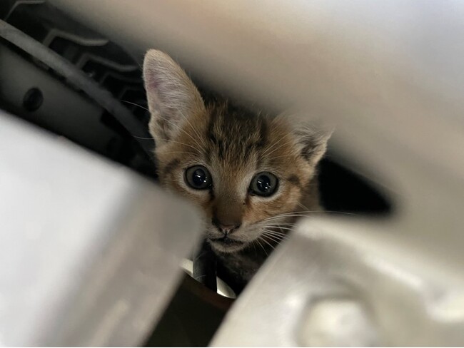 ニャンともびっくり!猫がロードサービス出動の理由?