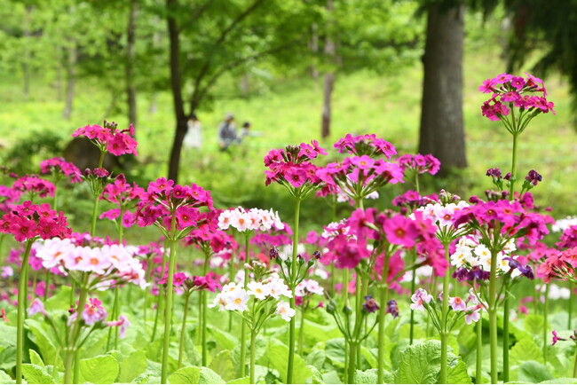 【飛騨高山・岐阜県高山市】約15万本のクリンソウが見ごろを迎えています