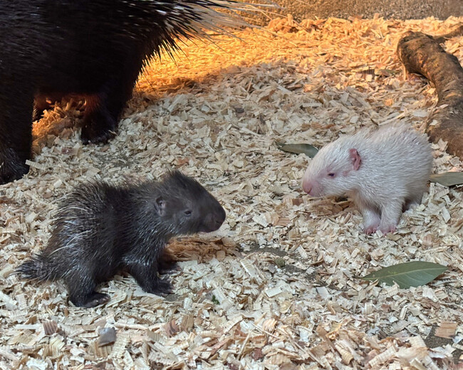 白と黒、兄弟で体色が違う「インドタテガミヤマアラシの赤ちゃん」が16年ぶりに誕生！！