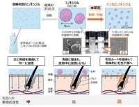ナノ化ミノキシジルによる早い発毛効果とそのメカニズムを解明