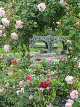 ローズシーズン1