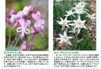 六甲高山植物園 高嶺の花コマクサとエーデルワイス が見頃です！