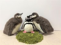 【すみだ水族館】4月生まれのマゼランペンギンの赤ちゃん「あられ」と「つづみ」
6月21日（土）と28日（土）にプールデビューが決定