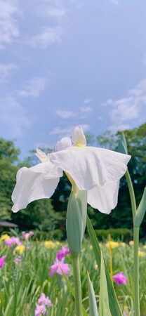 絶景！300種20万本の花菖蒲が咲き誇る、湖畔の花の祭典