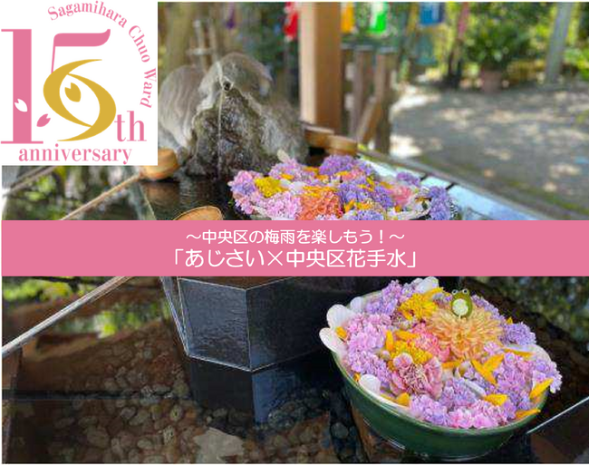【相模原市】『あじさい×中央区花手水』を実施します!