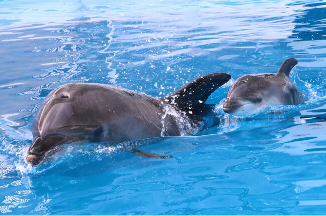 【仙台うみの杜水族館】バンドウイルカの赤ちゃん誕生!!【２０２５年５月２８日（水）誕生！】
