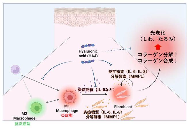 ヒアルロン酸による光老化抑制効果を発見