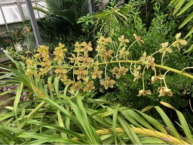 【国立科学博物館 筑波実験植物園】世界最大級のラン、グラマトフィルム・パンテリヌムが開花!