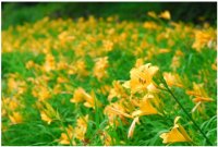 六甲高山植物園 明るい夏色の花！約1,000株の「ニッコウキスゲ」が見頃です