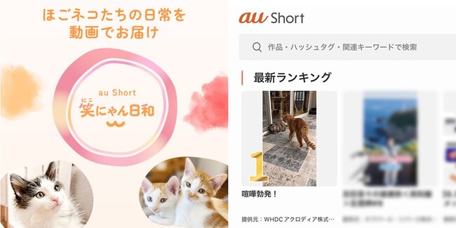当社完全子会社WHDCアクロディアの保護猫応援プロジェクト「笑にゃん日和」がKDDI「au Short」最新ランキングで第1位を獲得～保護猫活動の構造的課題に挑む支援モデルを実証～
