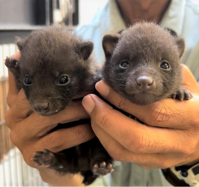 【徳島市】とくしま動物園 STELLA PRESCHOOL ANIMAL KINGDOM　ホンドタヌキの赤ちゃん誕生！