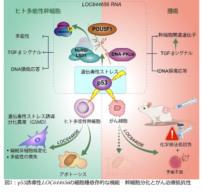 幹細胞の「自衛反応」に新発見 ～がん治療にもつながる可能性～