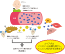 図2 カイアポ(白甘藷由来糖ペプチド)が働く様子 図2 カイアポ(白甘藷由来糖ペプチド)が働く様子