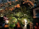 全国で2番目に大きいなんじゃもんじゃの木のあるアンニャモンニャ 全国で2番目に大きいなんじゃもんじゃの木のあるアンニャモンニャ