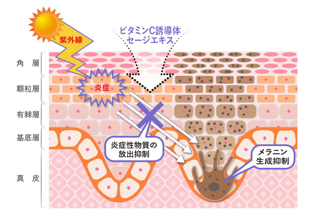 ＜国際学術誌「PLOS One」に掲載＞ビタミンC誘導体・セージエキスに関する新知見