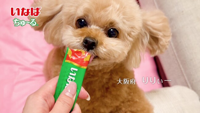 いなばペットフード　2025年春の「Wanちゅ～る」新CM！全国のわんちゃんたちが登場する第2弾動画を公開