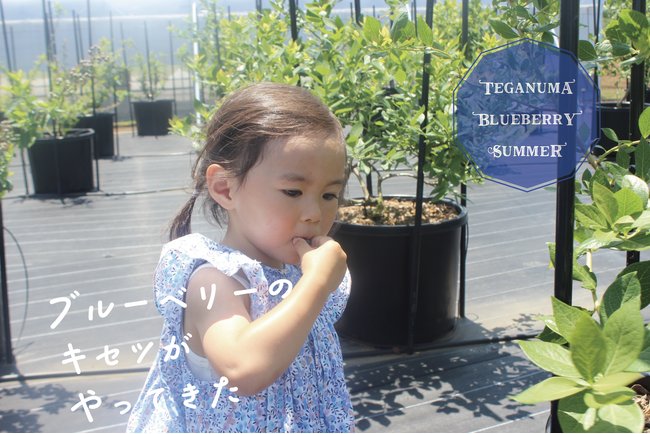 【千葉県柏市】手賀沼ブルーベリーサマー2025開催中！
