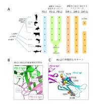 PD-1を介した免疫のブレーキ機構が、サメからヒトまで進化的に保存されていることを発見