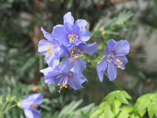 阿蘇にしか咲かない「ハナシノブ」に捧ぐ　「第8回みなみ阿蘇　野の花コンサート」6月15日（日）開催　休暇村南阿蘇では、自然の中で「手ぶらでキャンプ」も好評提供中