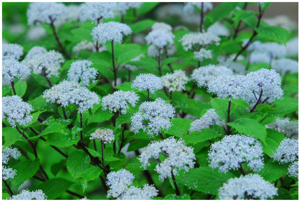 六甲高山植物園 梅雨を彩る優しい香り 六甲山自生 コアジサイの花が見頃です