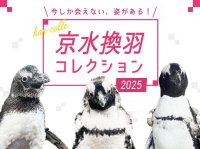 【京都水族館】年に一度ペンギンの羽が生え変わる“換羽”の季節が到来!
「京水換羽コレクション2025」開催