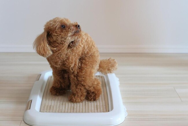 犬のしつけに悩む飼い主は8割以上!基本的なトレーニング方法を徹底解説