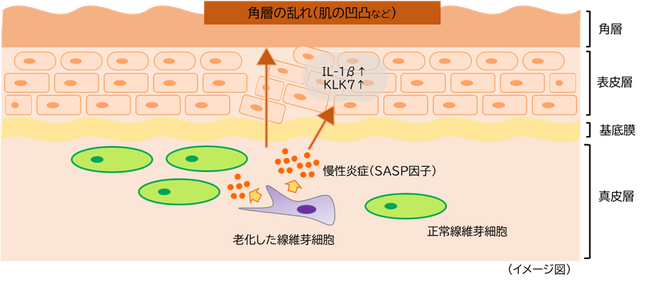 真皮の細胞老化による慢性炎症が肌表面の凹凸に与える影響を確認