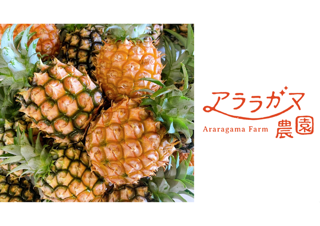 アララガマ農園、“香りまで美味しい”完熟ミニピーチパインを数量限定で出荷開始