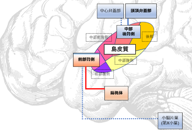 神経性やせ症患者の「島皮質」における脳機能異常を解明―食事制限をやめられない背景に味覚処理異常の可能性―