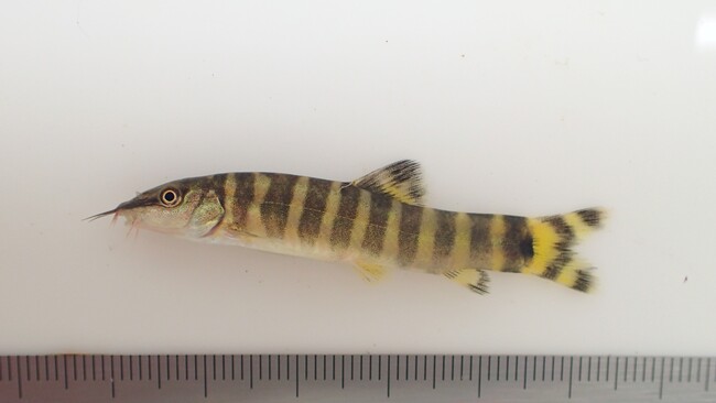 種類の多さ、日本一！？琵琶湖・淀川のドジョウを深堀り！テーマ展示を７月から開催（大阪市立自然史博物館）