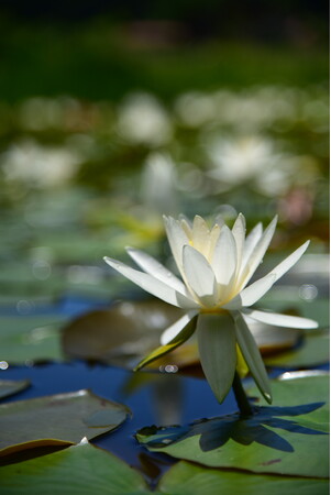 【飛騨高山・岐阜県高山市】水面を彩るスイレン