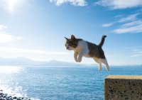 愛知県初開催！写真家 五十嵐 健太の飛び猫10周年記念「飛び猫写真展」を6月25日から名古屋栄三越で開催