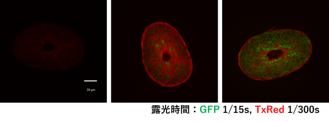毛髪のコルテックス領域を効果的にケアできる方法を確認