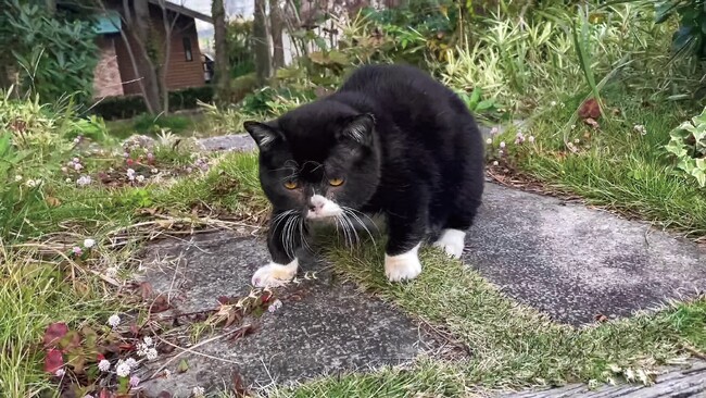 4年10ヶ月の一生を駆け抜けた「猫小人症」の猫　やさしさと笑いに包まれた日々がフォトブックに