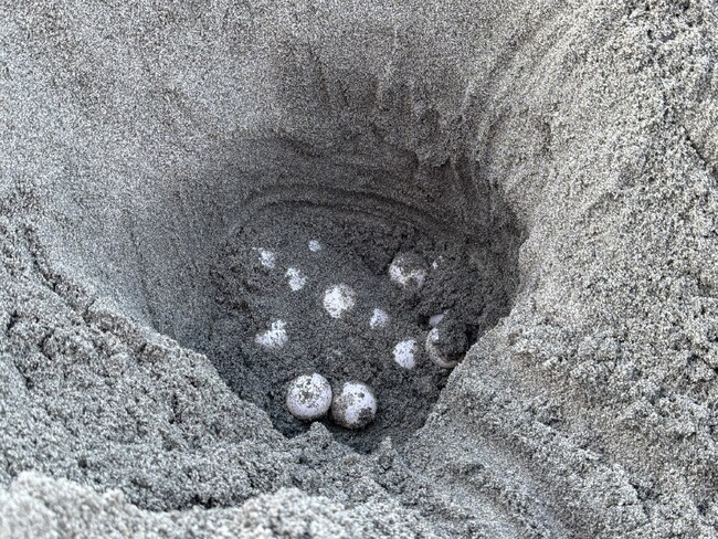 愛知・豊橋の表浜海岸 今シーズン初のアカウミガメの上陸、産卵を確認