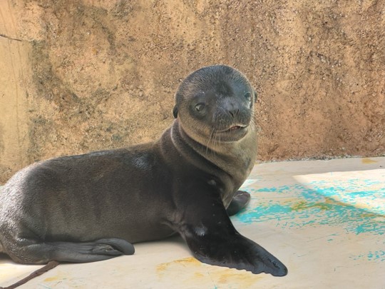 サンシャイン水族館から嬉しいお知らせ!カリフォルニアアシカの赤ちゃん誕生!