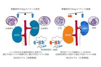 左右の腎臓が互いに機能のバランスを調節するメカニズムを解明