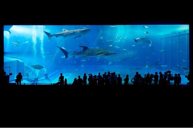 水の生物たちに癒される水族館について調べてみました!【1000人アンケート】