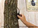 カブトムシ・クワガタのふれあい世界展 展示:ふれあい 2 カブトムシ・クワガタのふれあい世界展 展示:ふれあい 2