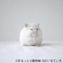 まるっと小動物展 展示作品:なてぃ子. まるっと小動物展 展示作品:なてぃ子.