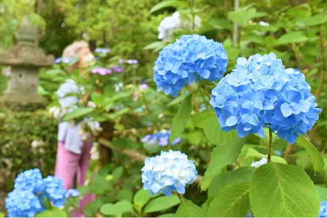 「あじさい寺」祥雲山賴光寺のアジサイ これから見ごろ / 兵庫県川西市
