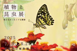 01植物と昆虫展キービジュアル