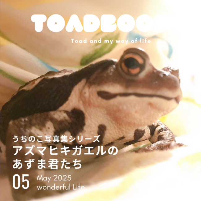 誰でもペットの写真集が出版できる時代に！うちのカエルの写真集が出版できました「うちのこ写真集」シリーズ第2弾『アズマヒキガエルのあずま君たち』の電子書籍版が発売！